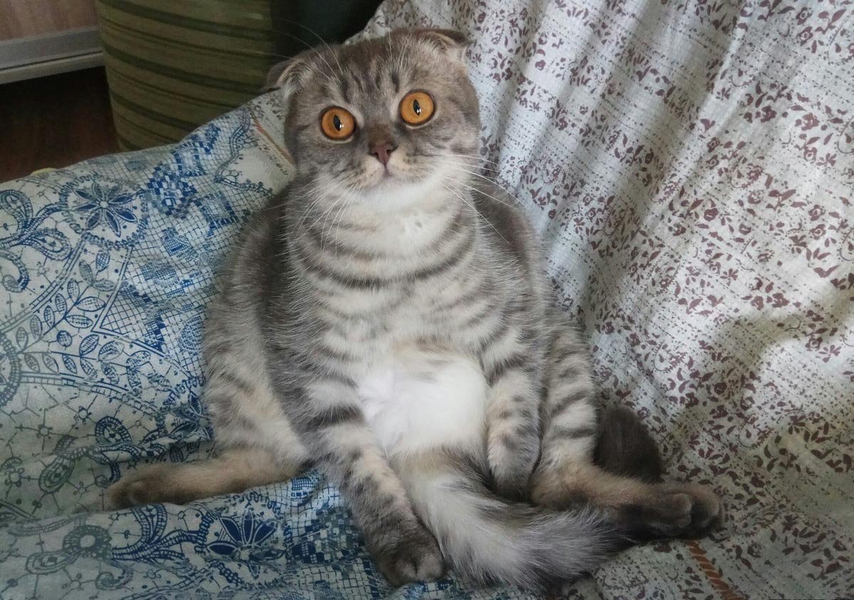 Шотландский вислоухий кот снежный Барс