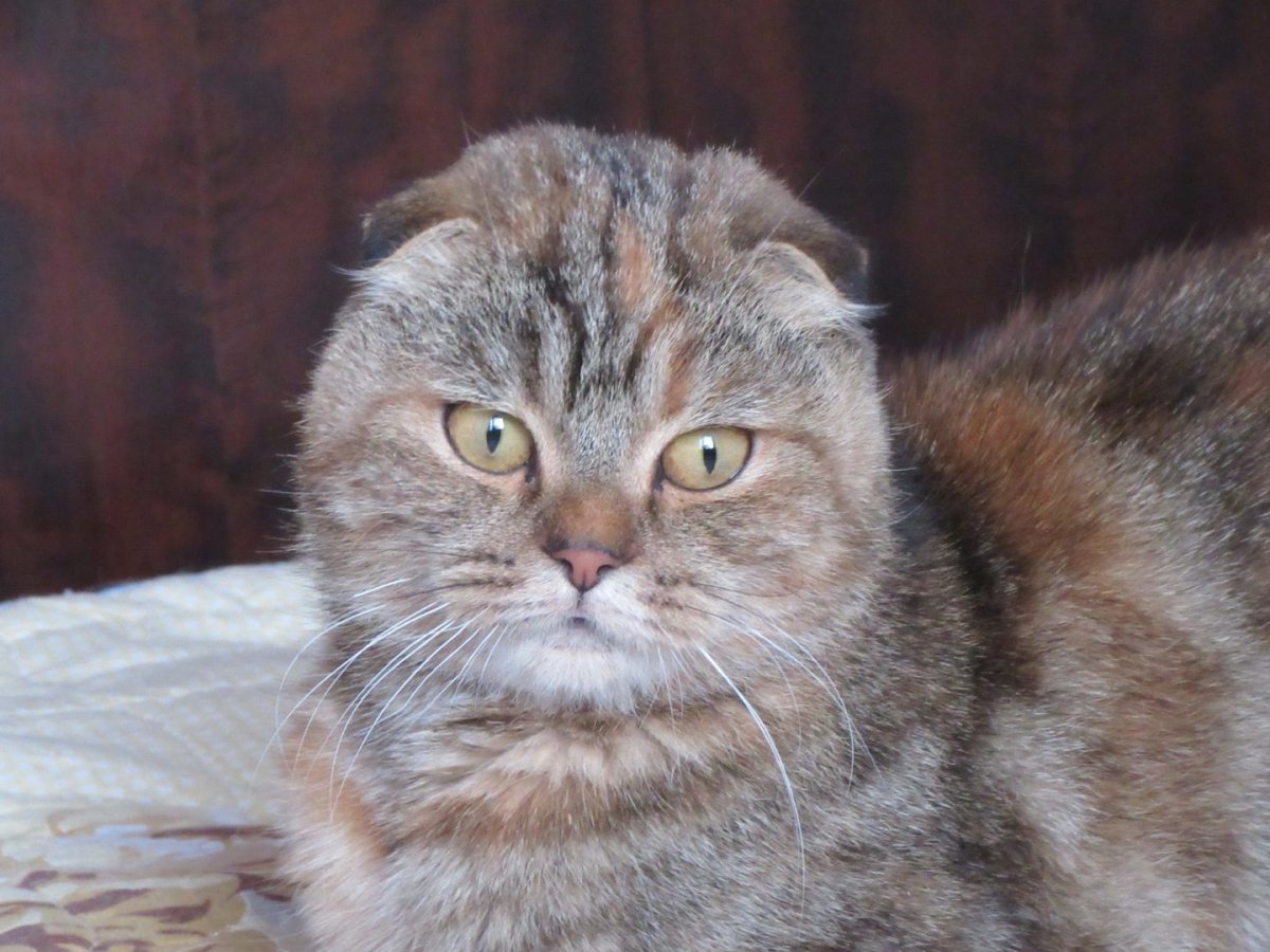 Кот Мейн куна и британца