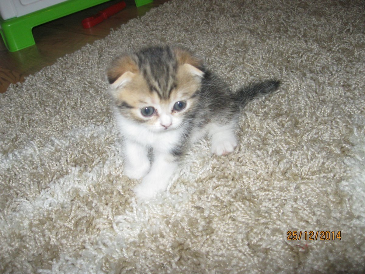 Британские котята помесь