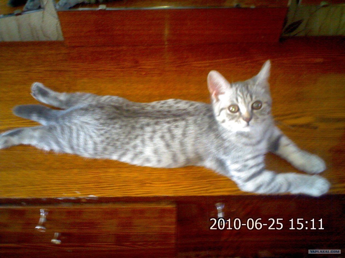 Смесь британца и перса