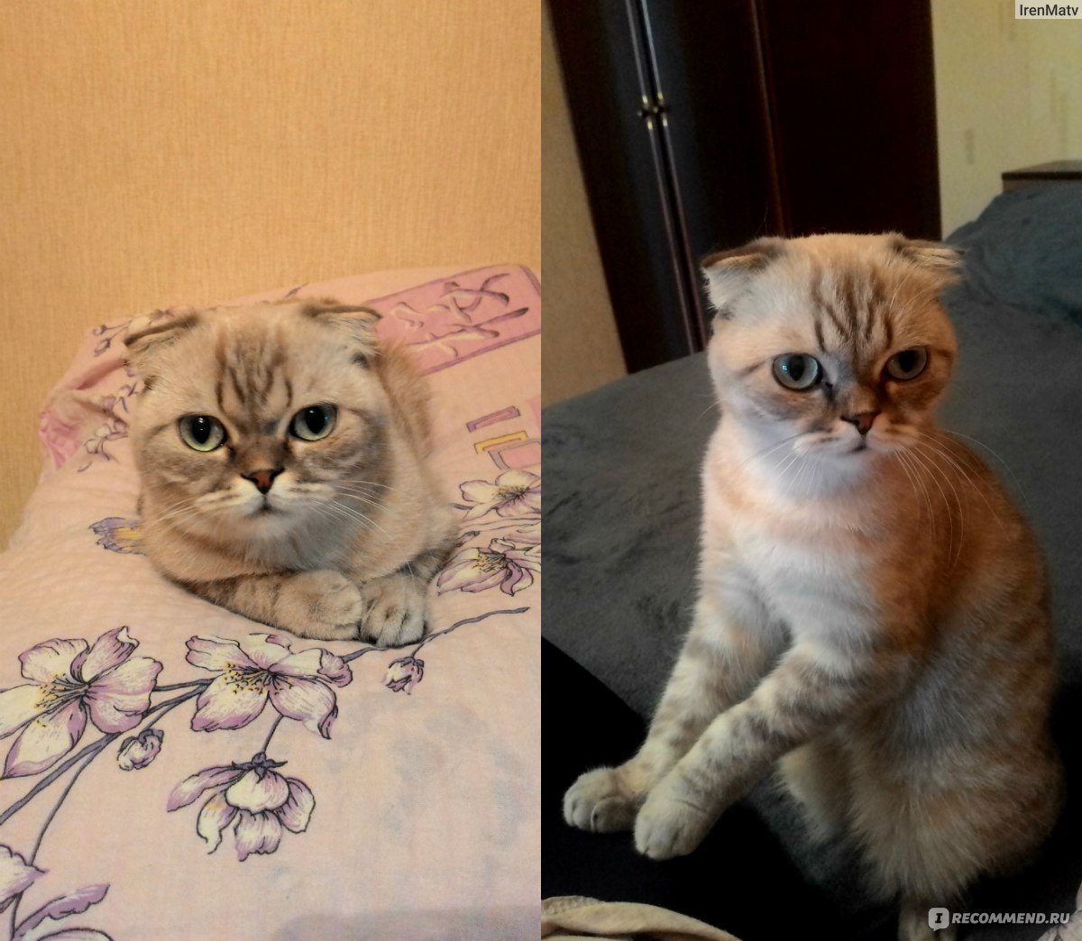 Котята от скрещивания двух шотландских вислоухих