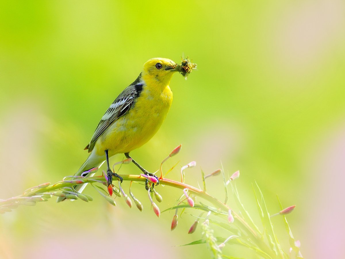 Трясогузка и Ласточка