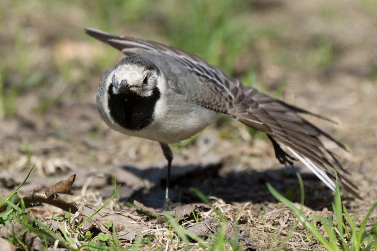 Древесница Киртланда