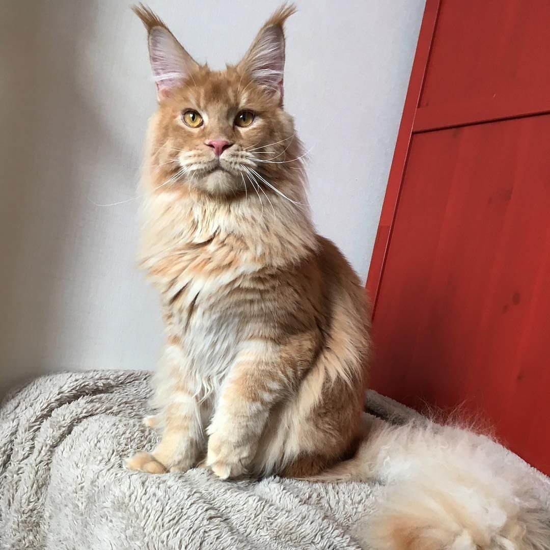 Американская кошка Мейн кун