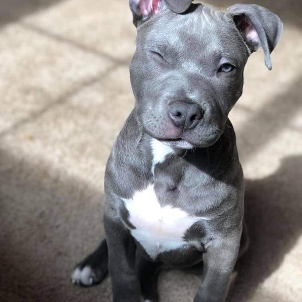 Стаффордширский терьер с разными глазами