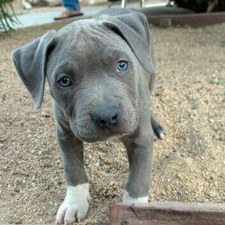 Стаффордширский терьер пепельный