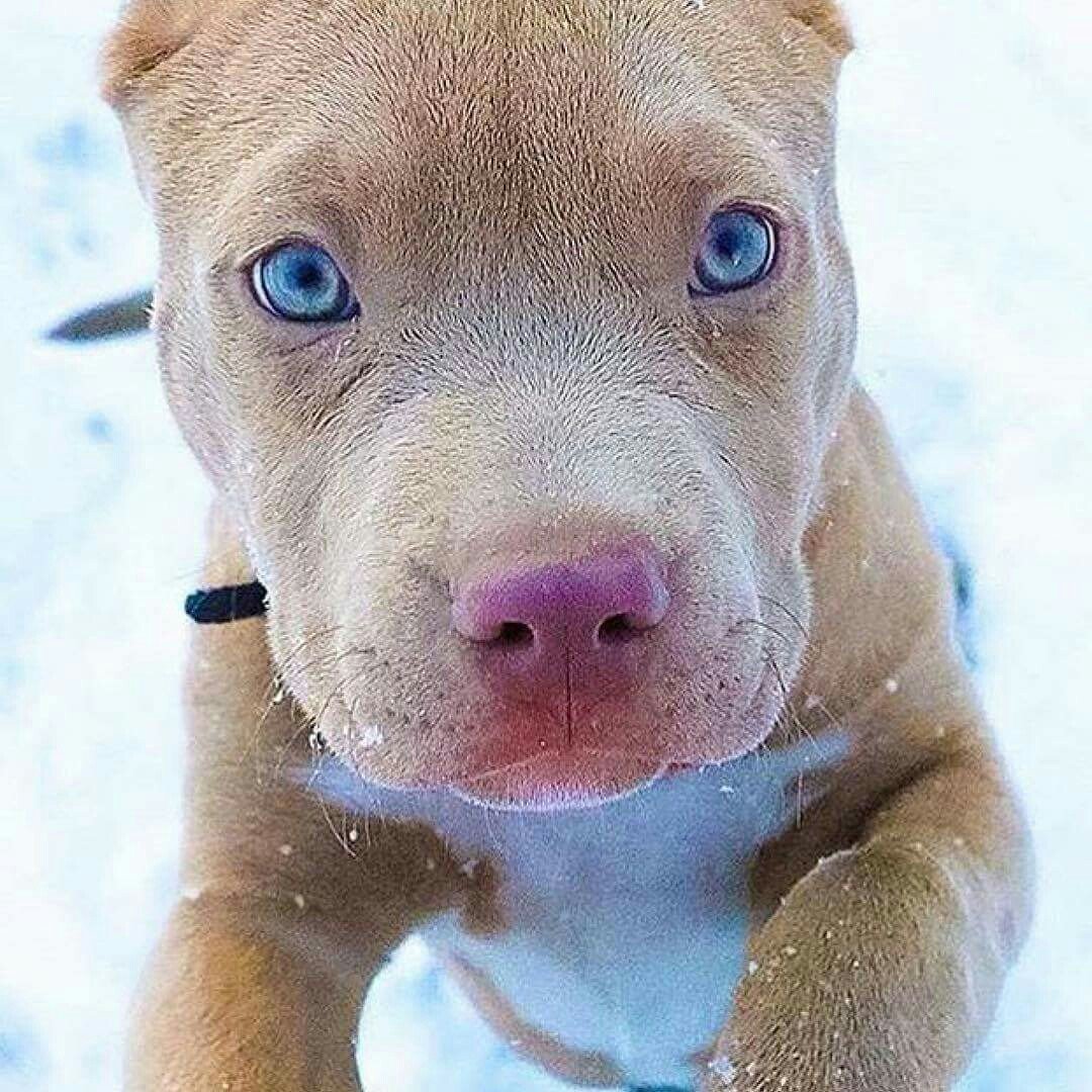 Аргентинский стаффордширский терьер