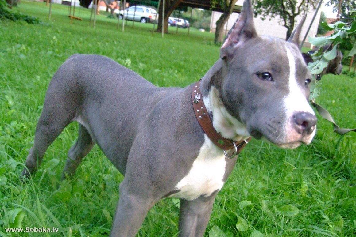 Стаффордширский бультерьер с голубыми глазами