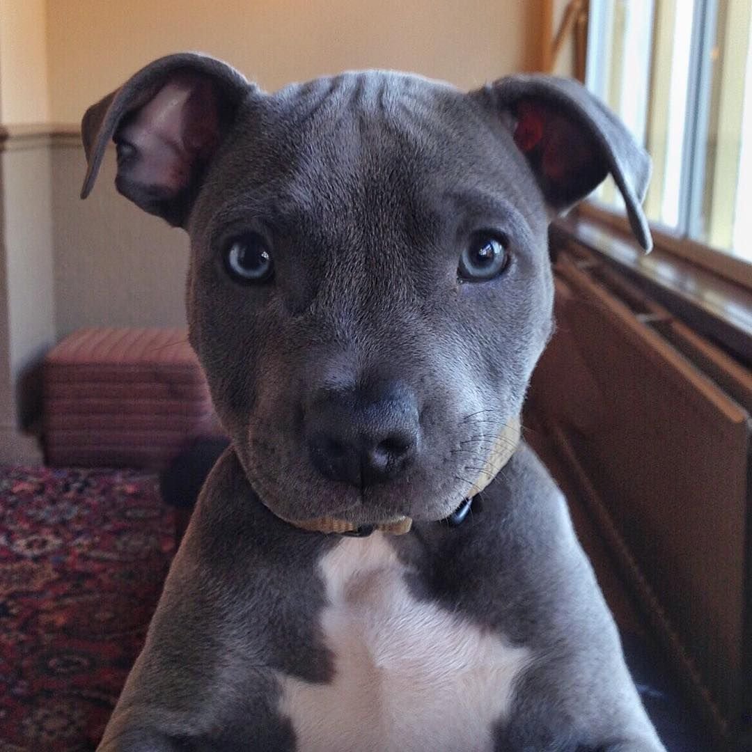 Собака стаффордширский терьер черный