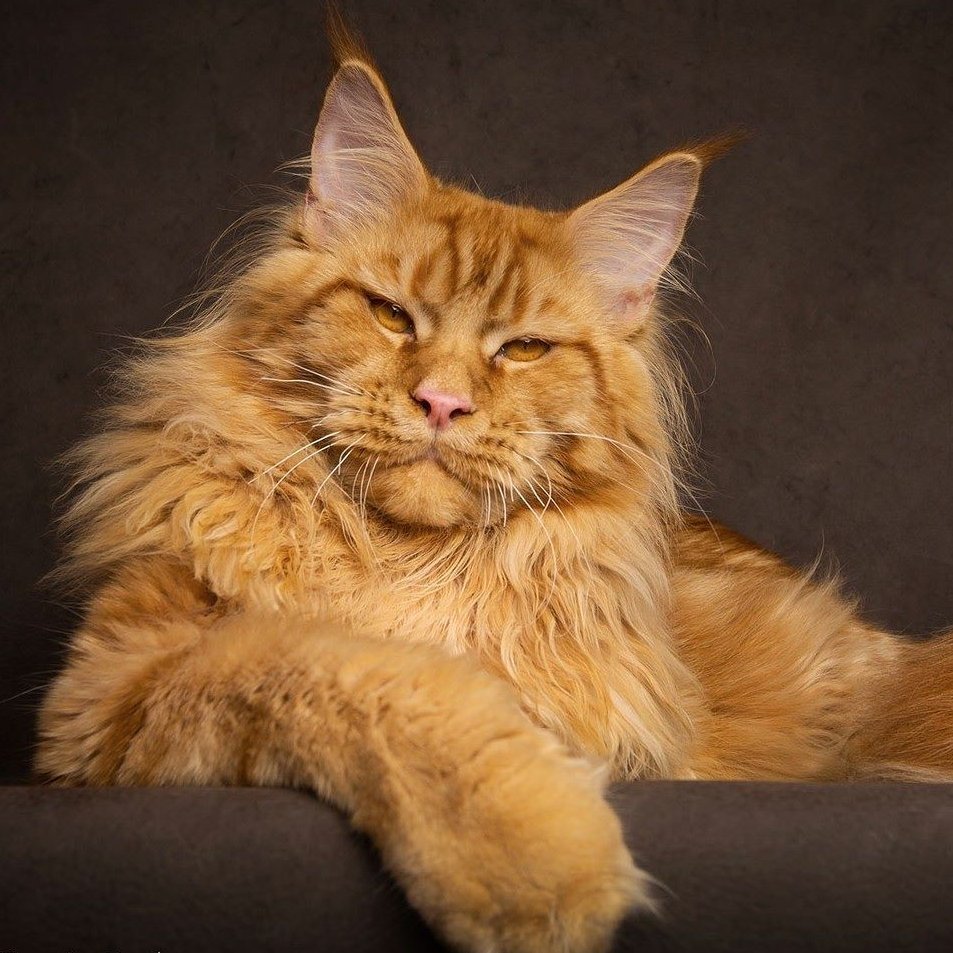 Мейн кун американский рыжий