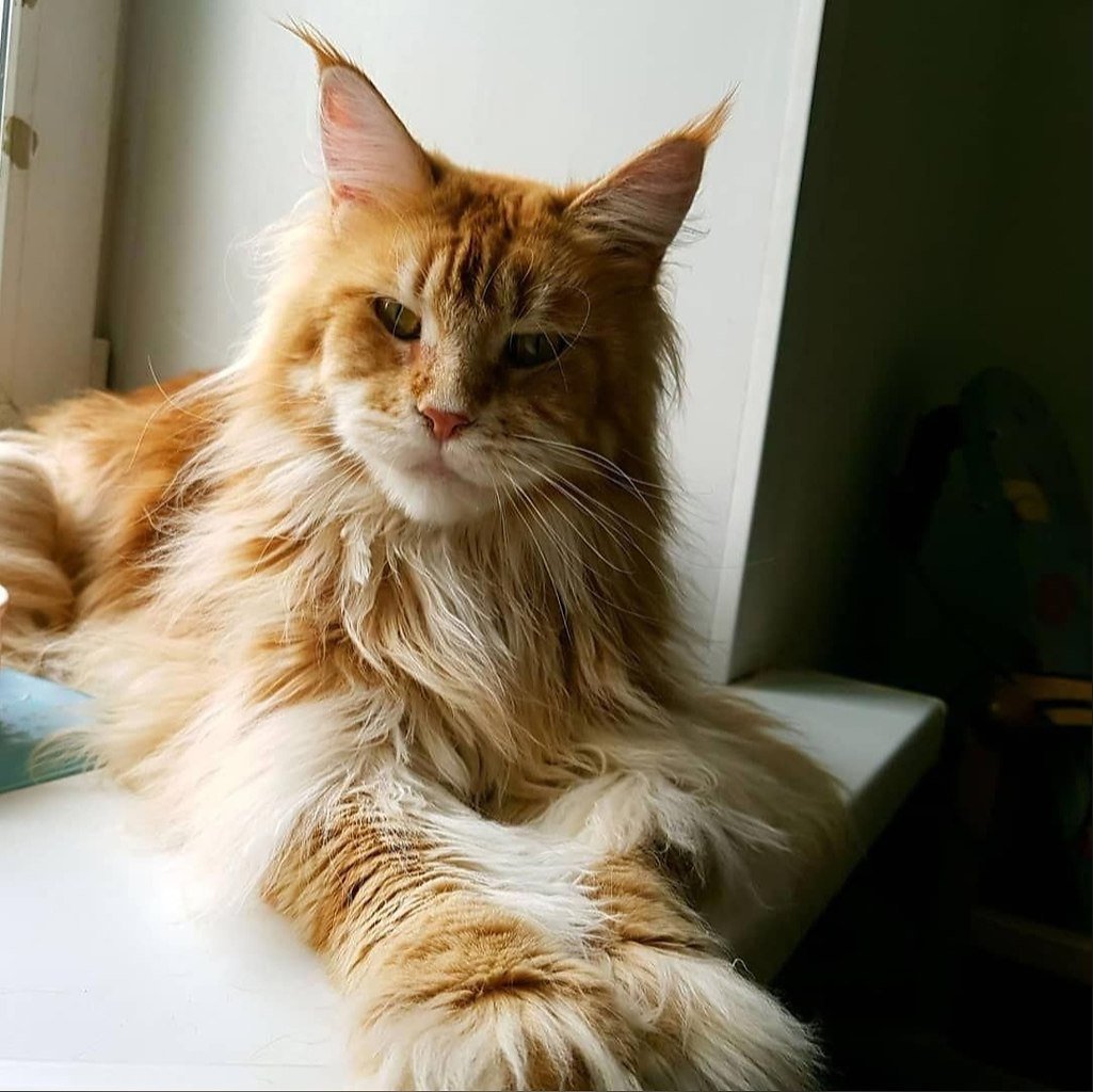 Кот Мейн кун