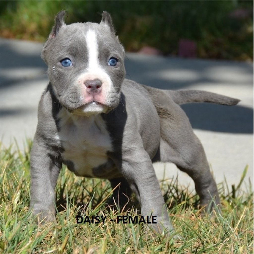 Стаффордширский терьер серый с голубыми