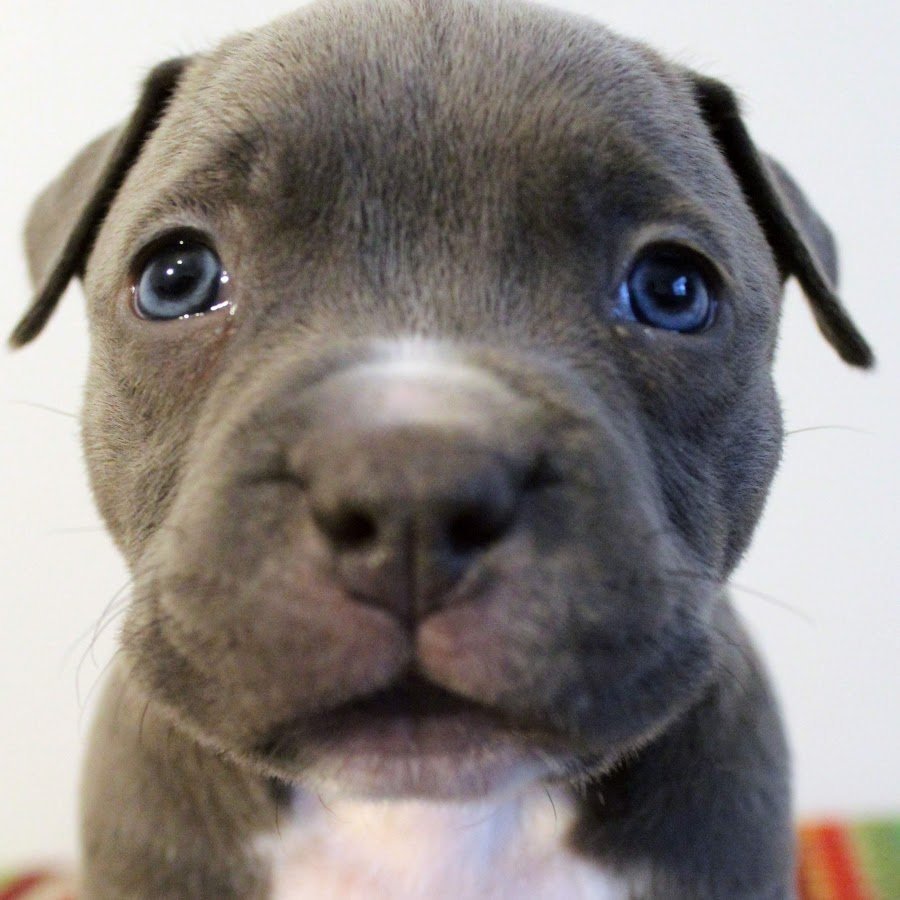 Голубой американский булли терьер