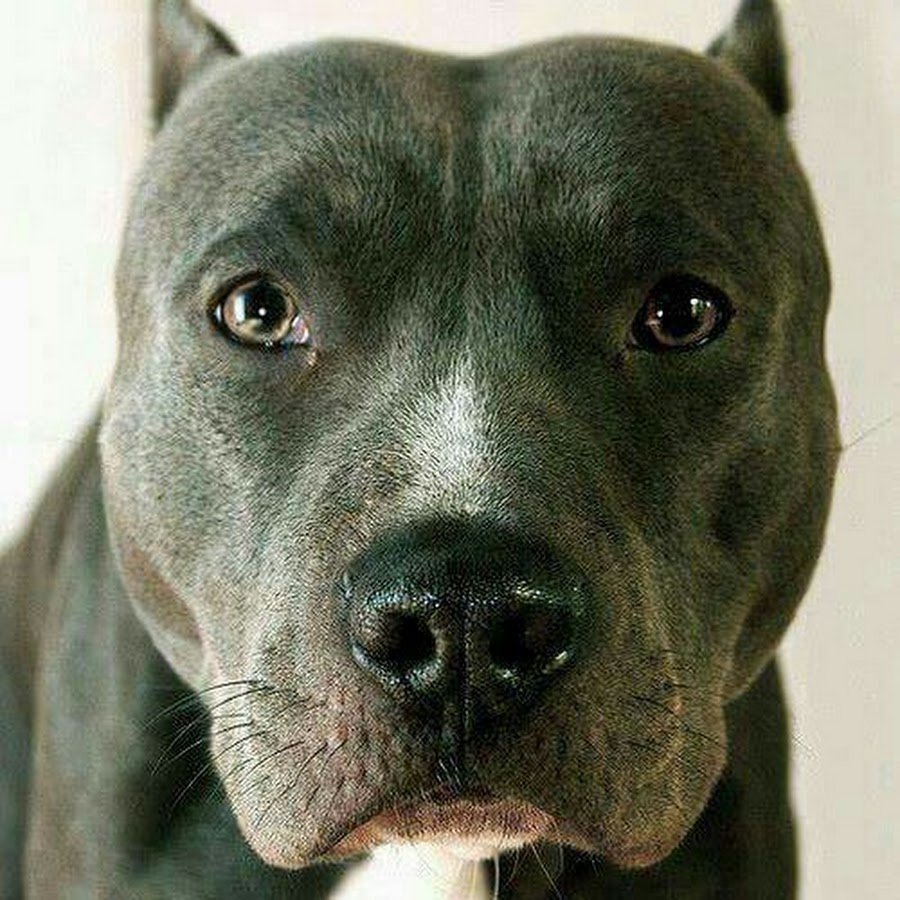 Стаффордширский бультерьер голубой