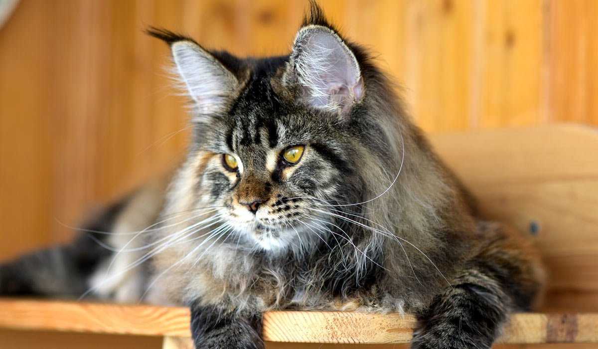 Azarius Prime питомник Мейн кунов