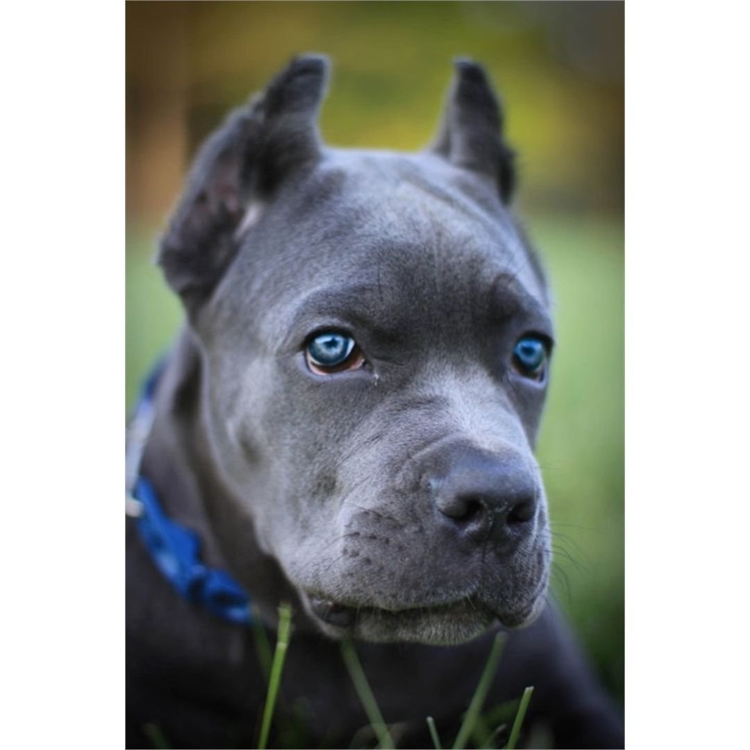 Американский стаффордширский булли голубой