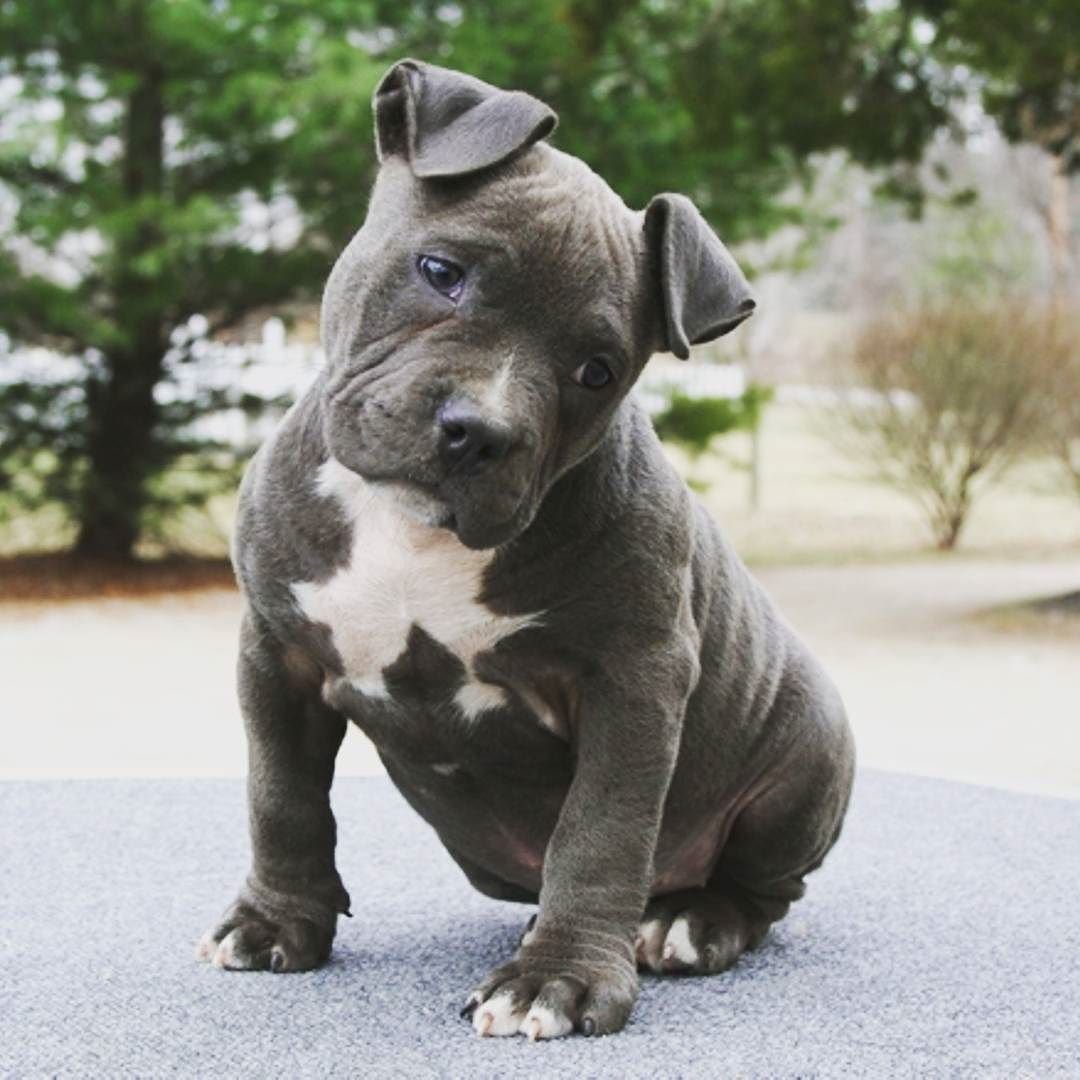 Стаффорд терьер голубоглазый