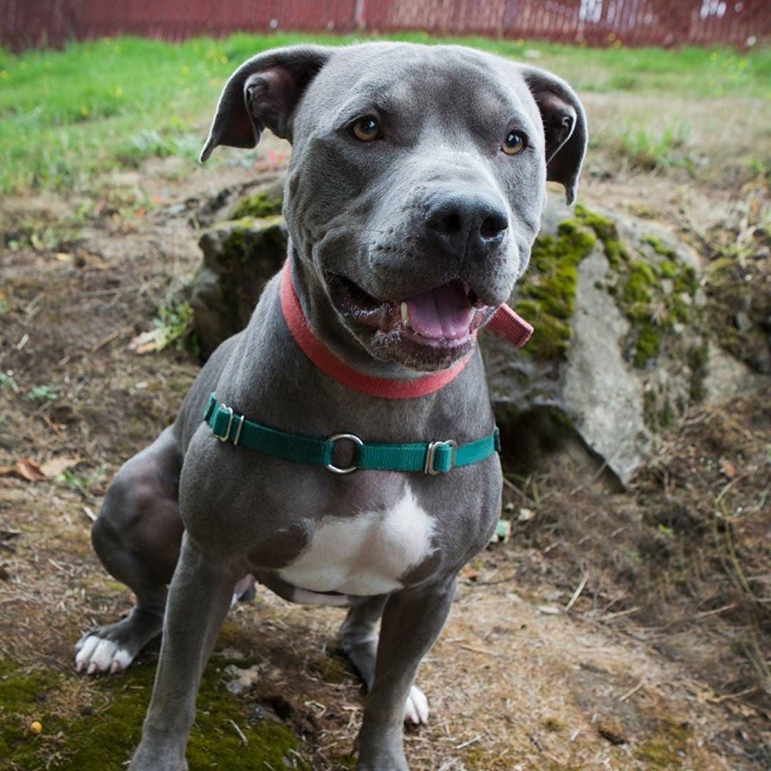 Голубоглазый стаффордширский терьер