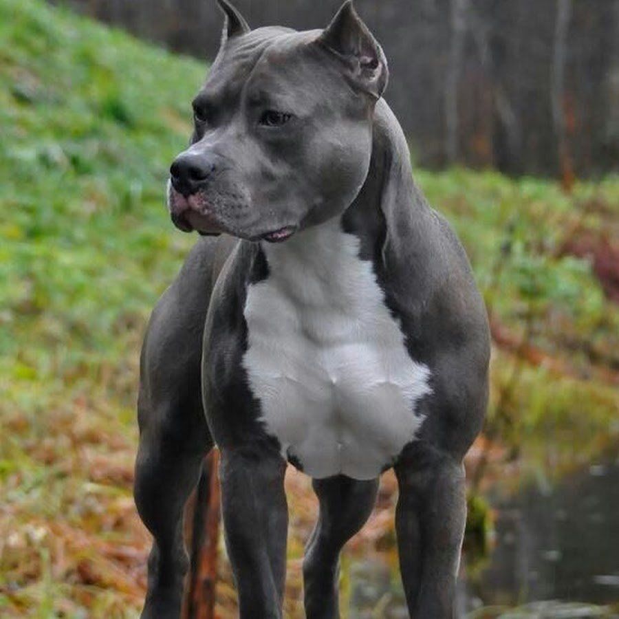 Аргентинский стаффордширский терьер