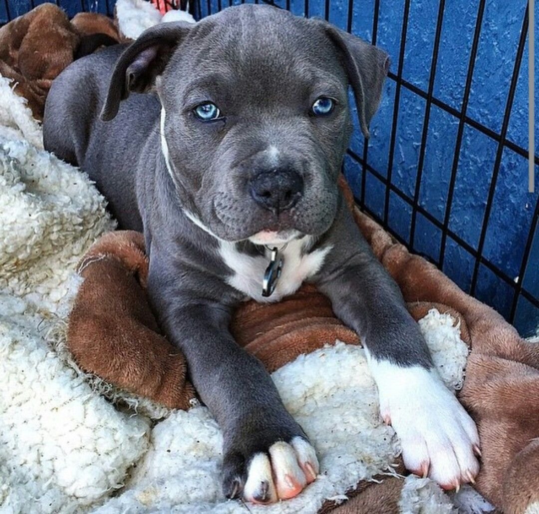 Американский стаффордширский терьер черный