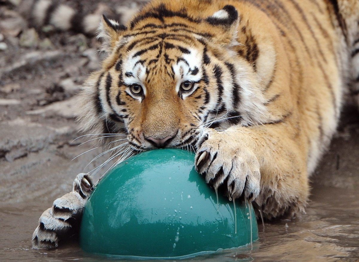 Тигр играет