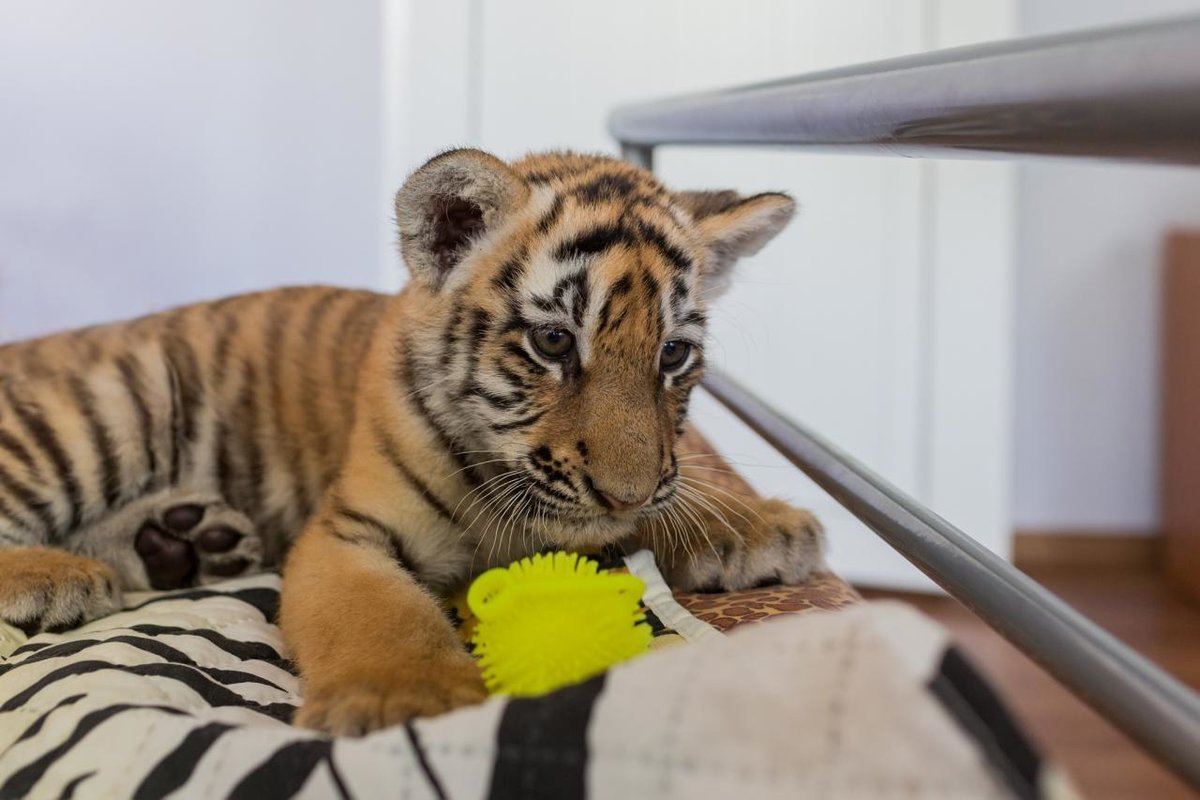 Карликовый тигр