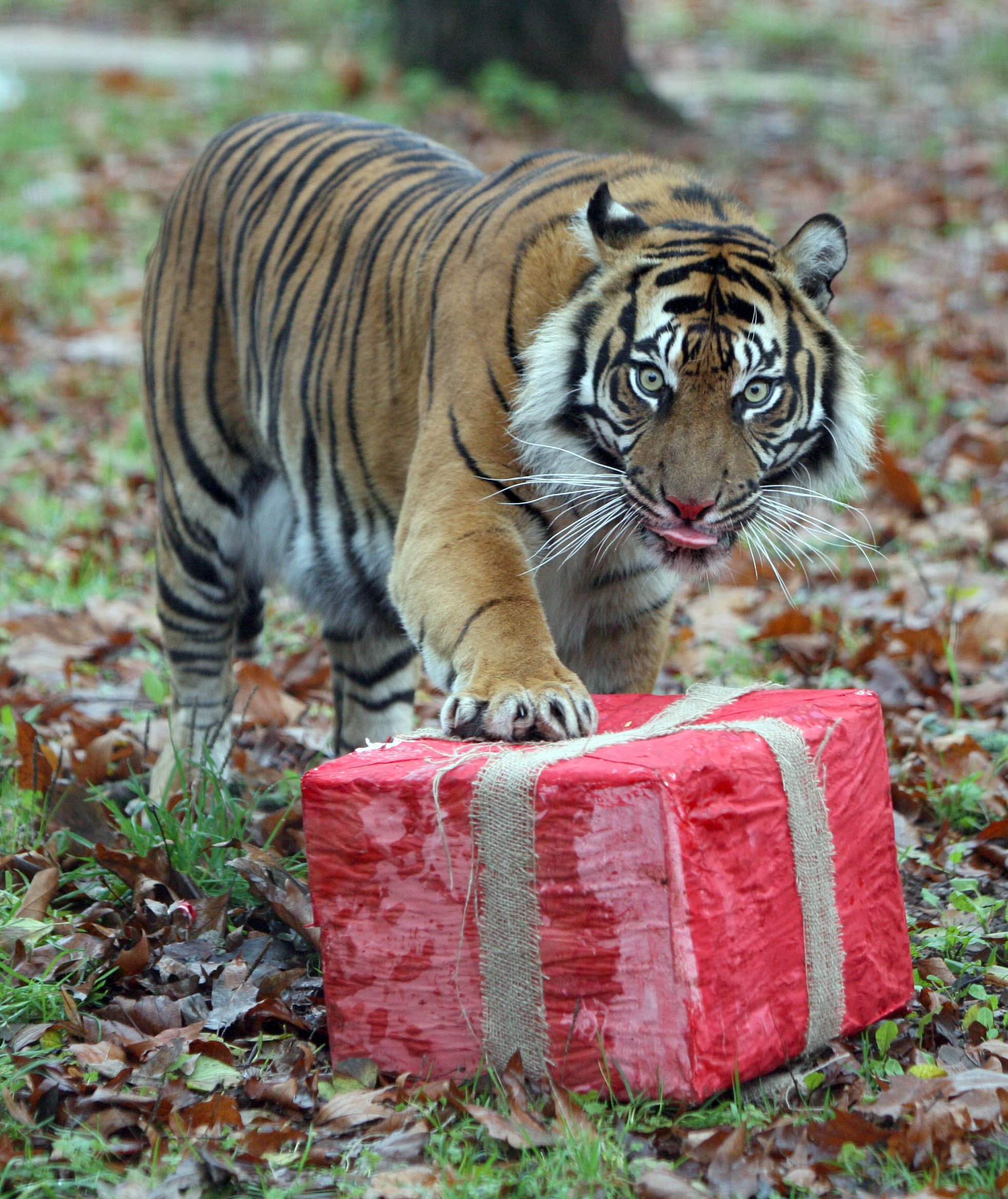 Мужчина рожденный тигр. Тигр. Тигрица. С днем рождения тигр. Смешной тигр.