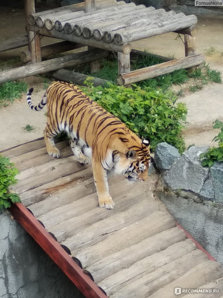 Рисунки животных