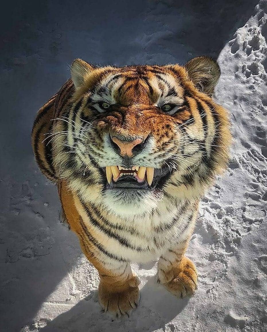 Тигр улыбается