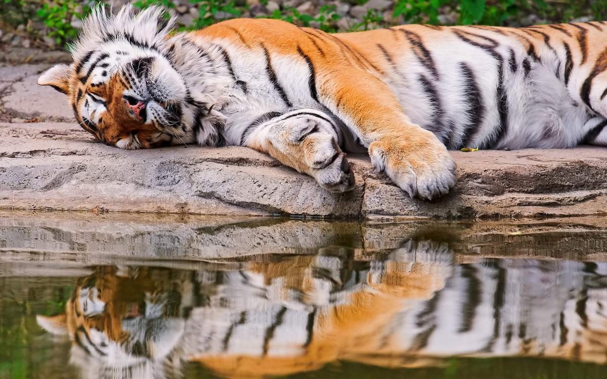 Тигр отдыхает