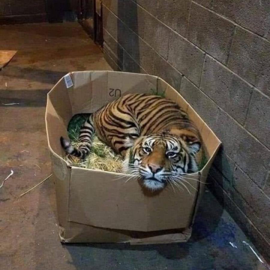 Тигры в картонных коробках