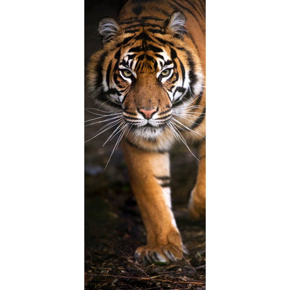 Тигр обложка