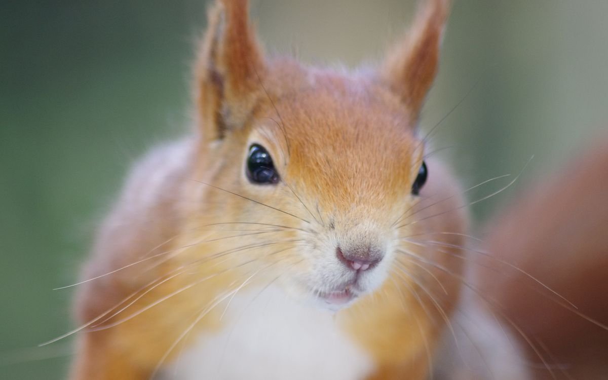 Морда белки