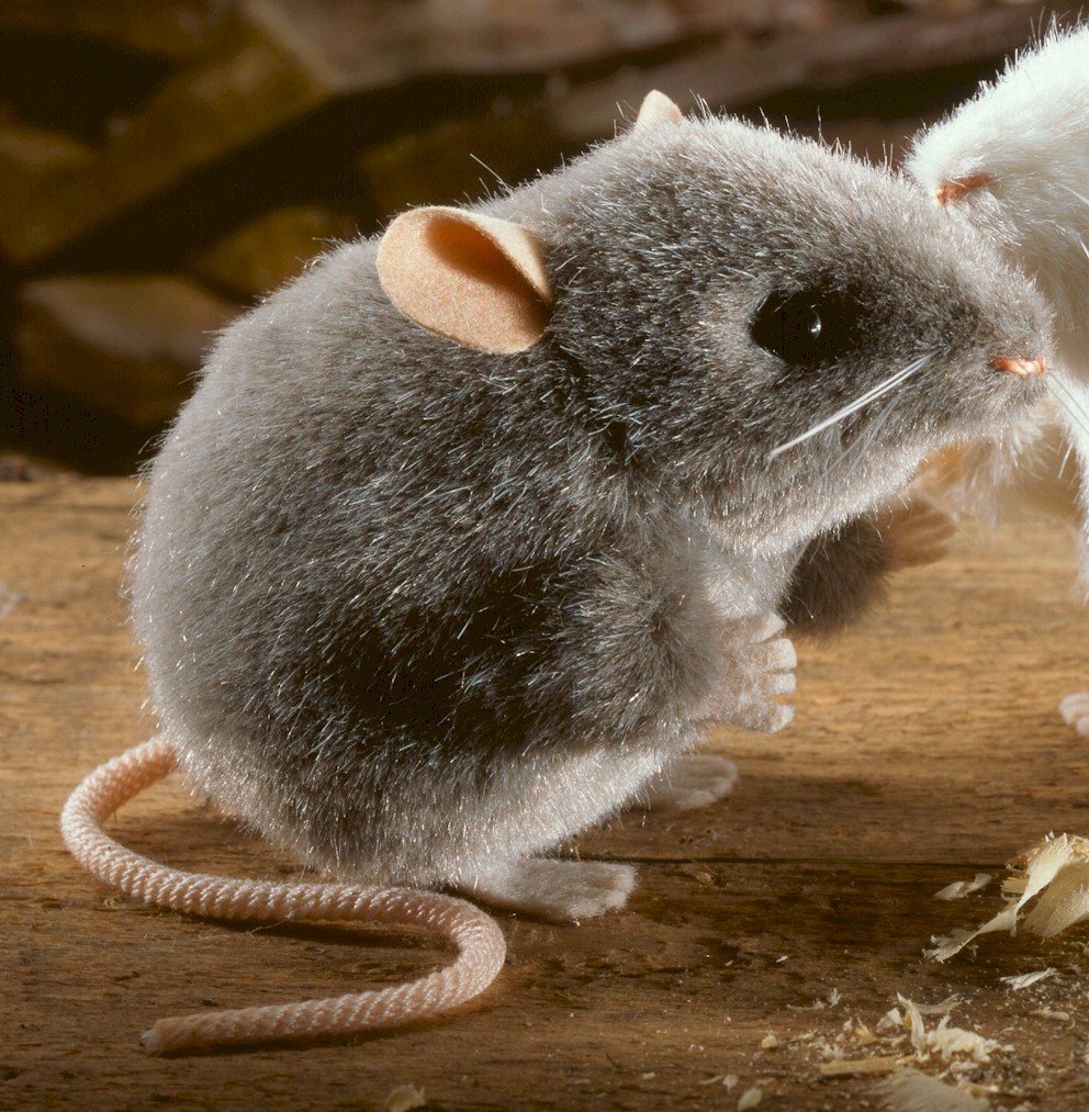 Мышка серая