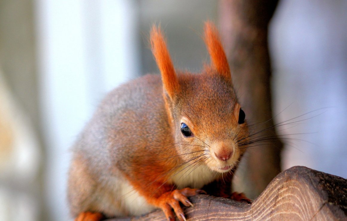 Африканская карликовая белка