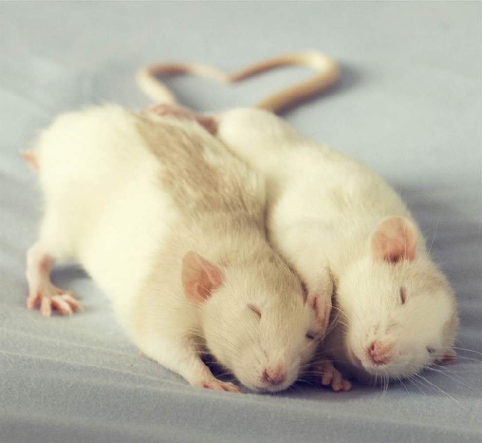 Милые мышки