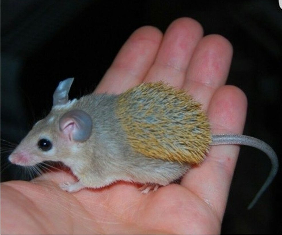 Акомис иглистая мышь