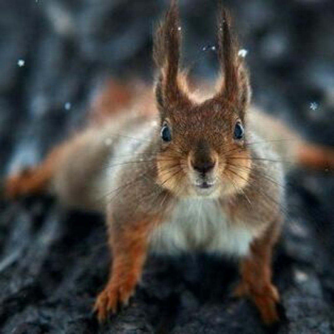 Белка анфас