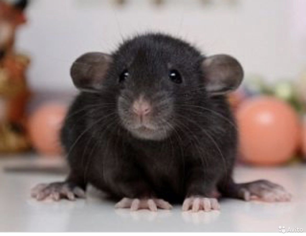 Крысята Дамбо