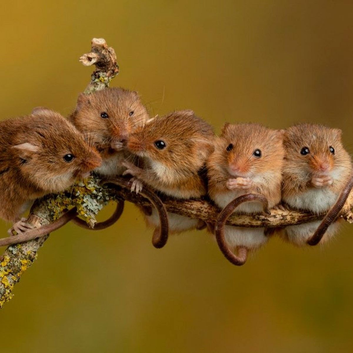 Гнездо мыши полевки