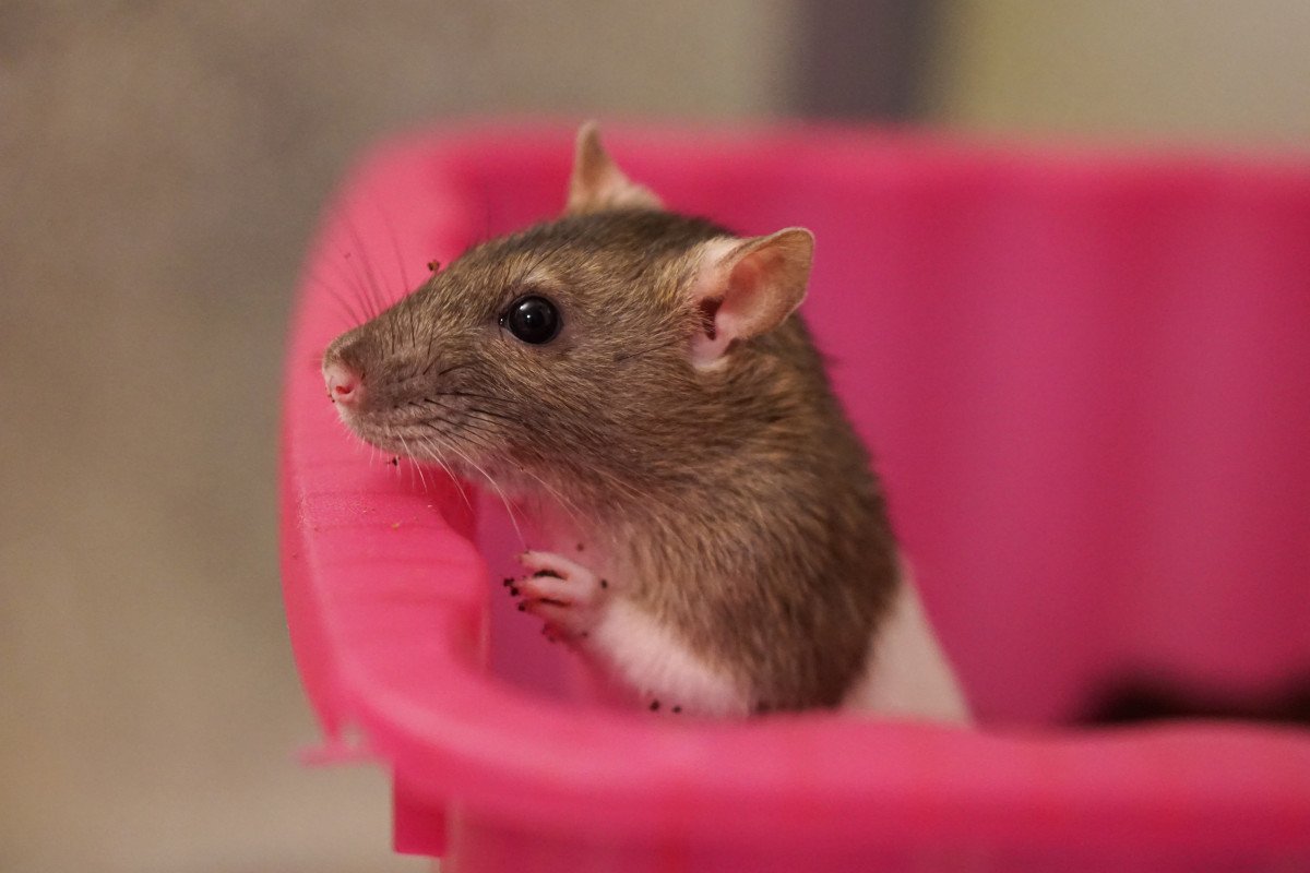 Маленькие мышки домашние