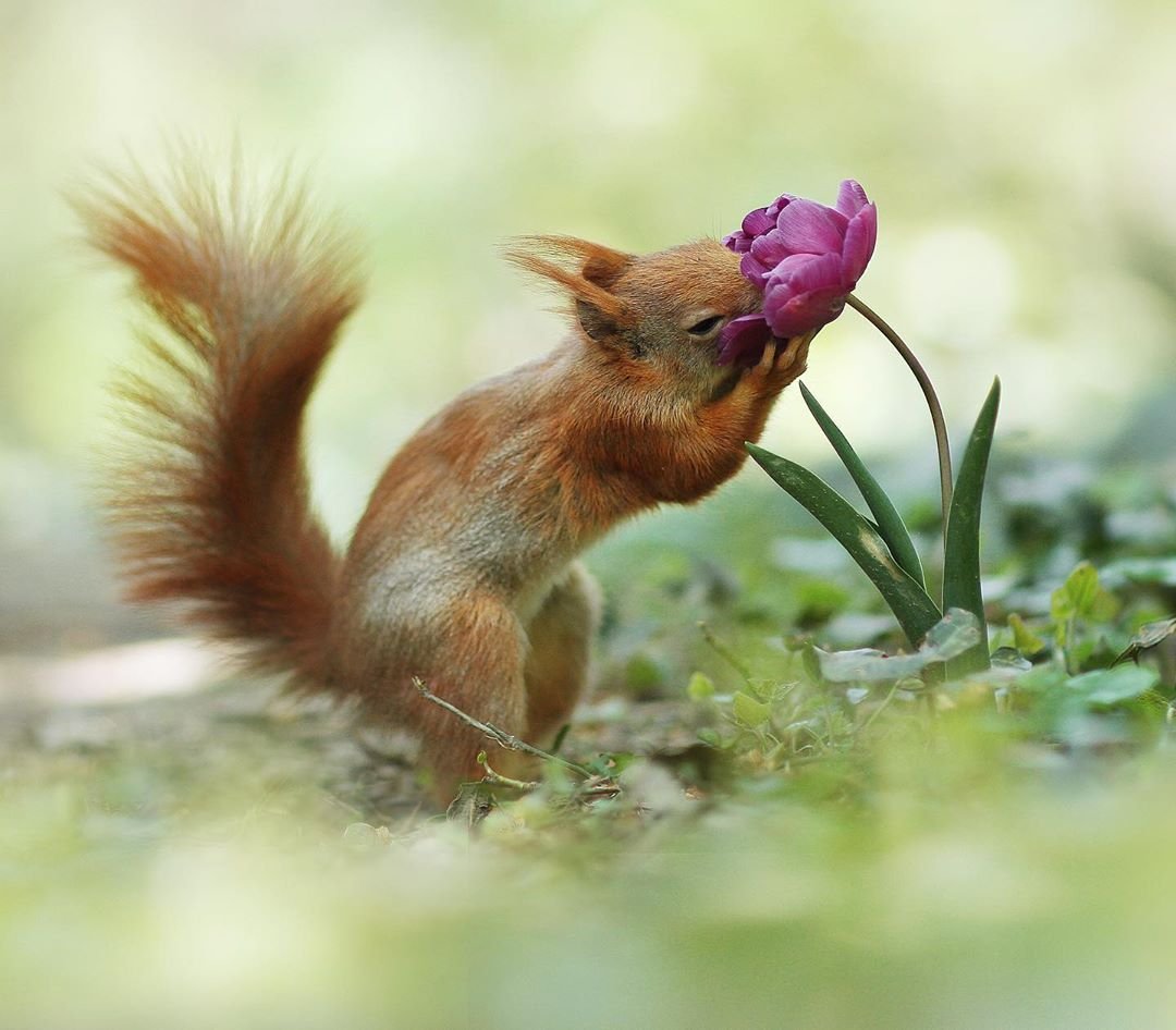 Костюм Белочка Рич Фэмили