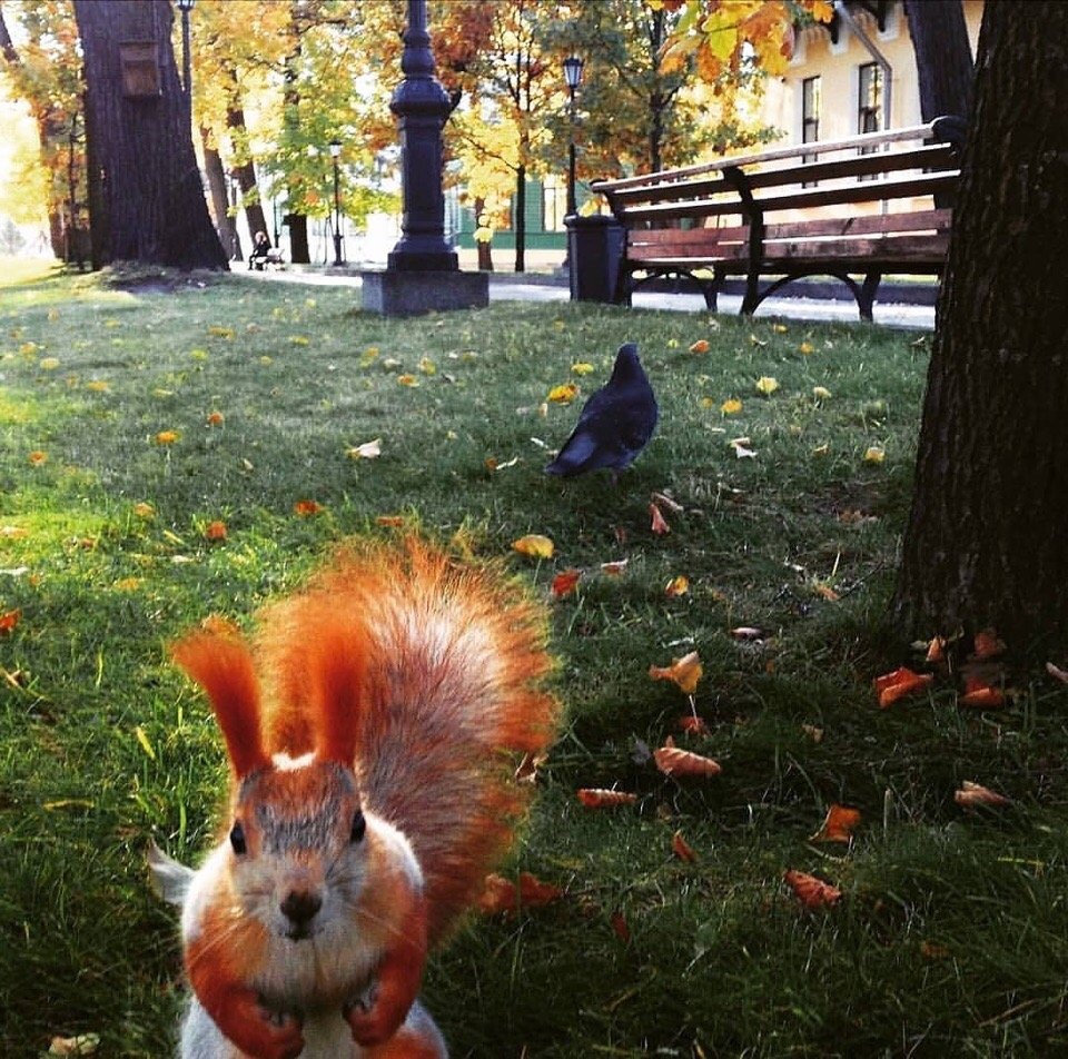 Парк с белками