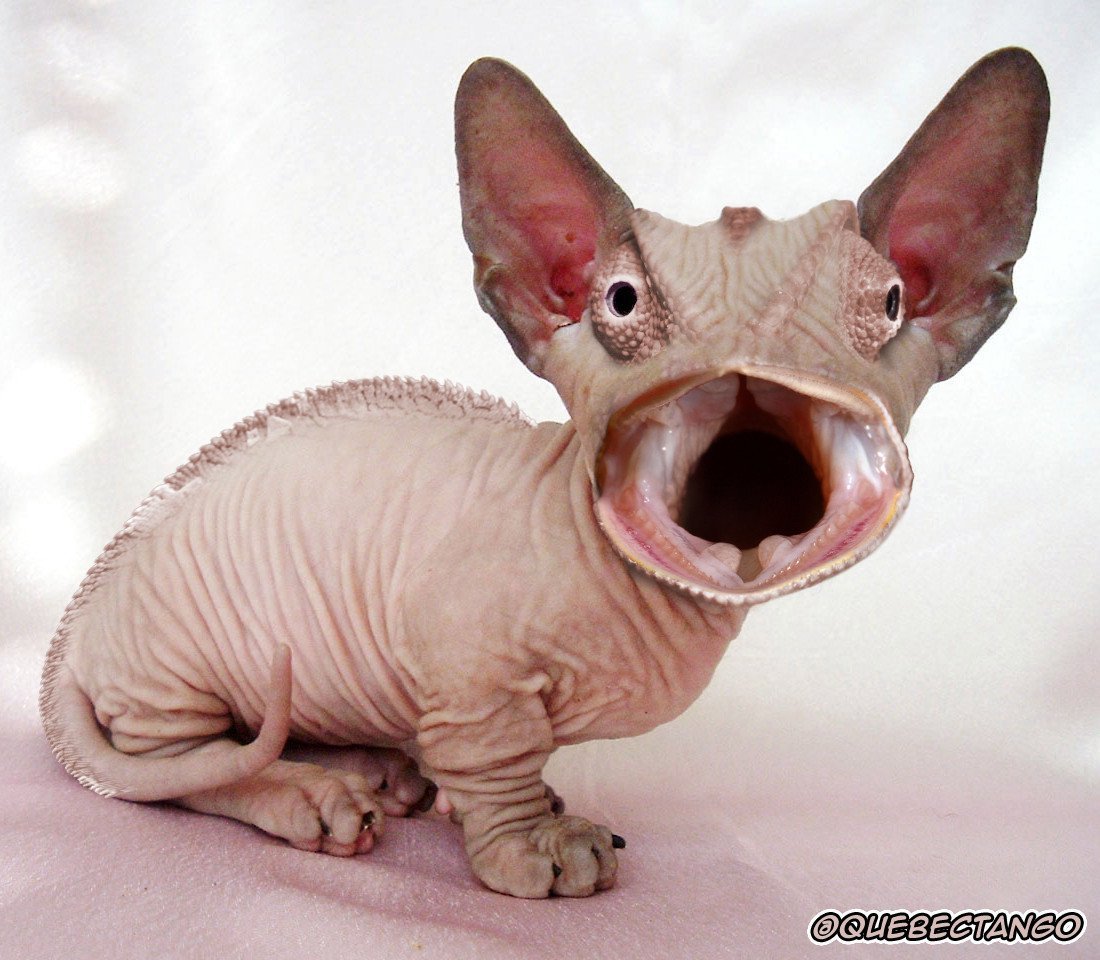 Канадский сфинкс черепаха