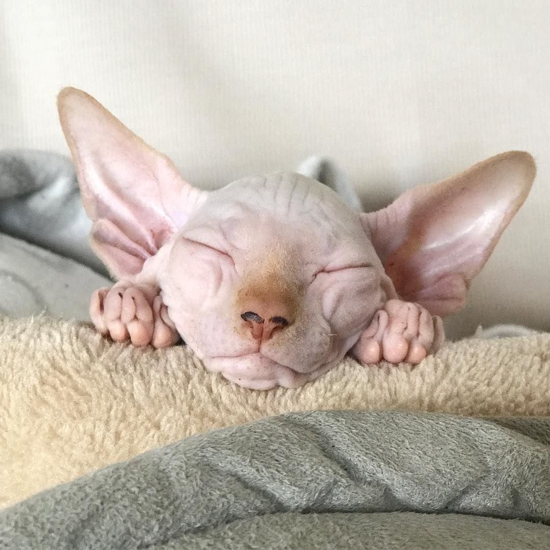 Смешной лысый кот