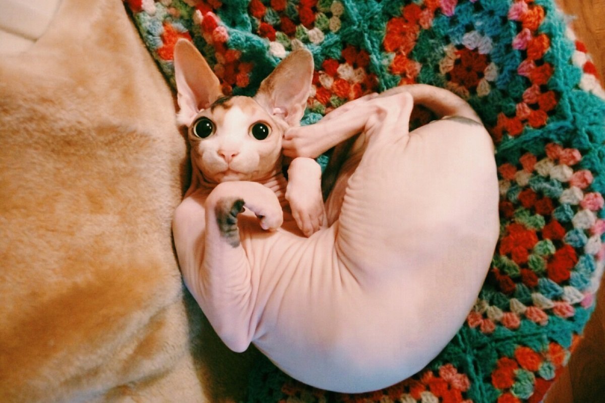 Сфинкс в одеялке