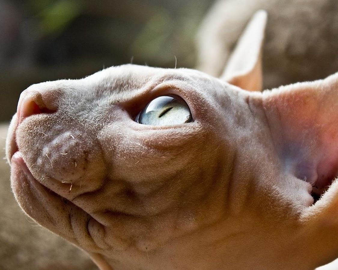 Кошка сфинкс морда