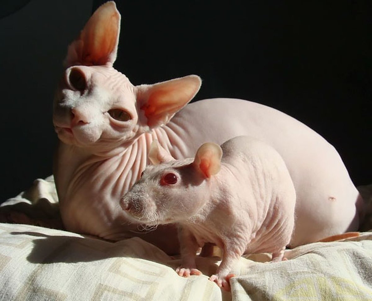 Недовольный сфинкс