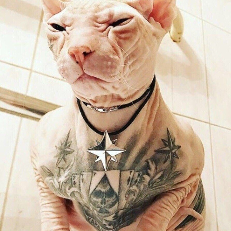 Толстый лысый кот сфинкс