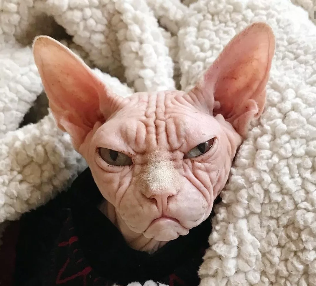 Канадский сфинкс Тоби